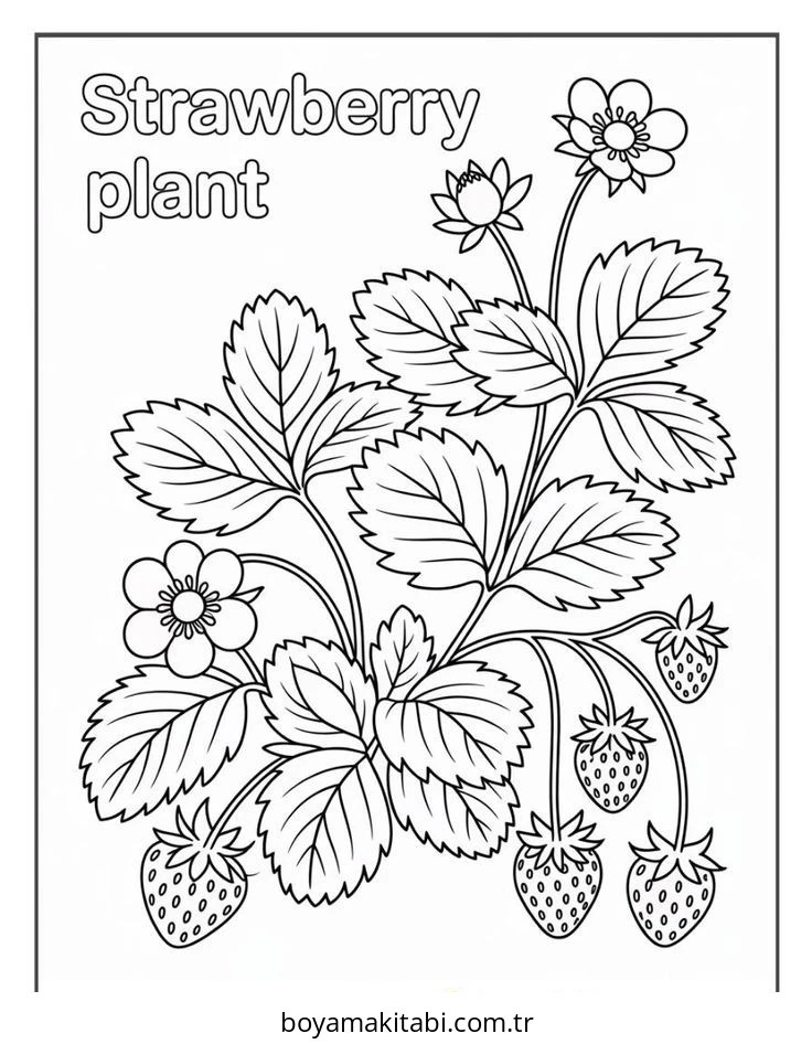 Meyve boyama sayfası – el becerilerini geliştirir, boyama çalışması